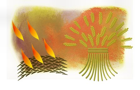 Harvest - see www.dailygospel.org readings