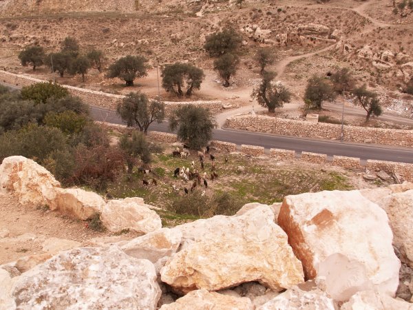 Sheep in Ben Hinnom Valley (the valley that in Jesus' time was a symbol of hell)... one of my walks!	