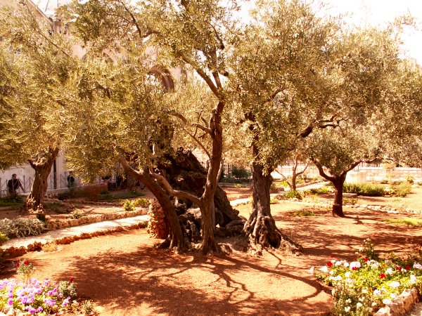 Garden of Gethsemane