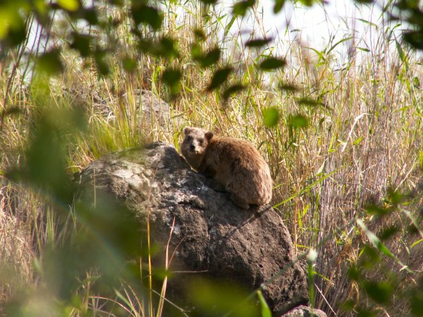 A Hyrax in the Capernaum National Park.